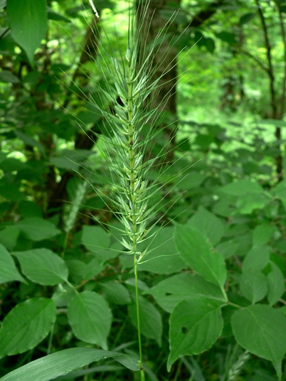 {Elymus glabriflorus}